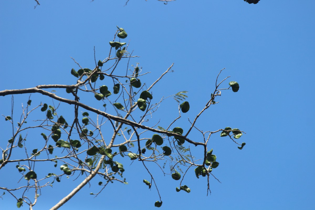 Enterolobium cyclocarpum (Jacq.) Griseb.